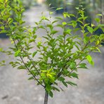 Mandľa trojlaločná (Prunus triloba) – výška: 130-150 cm, obvod kmeňa 8/10 cm, kont. C7.5L – NA KMIENKU